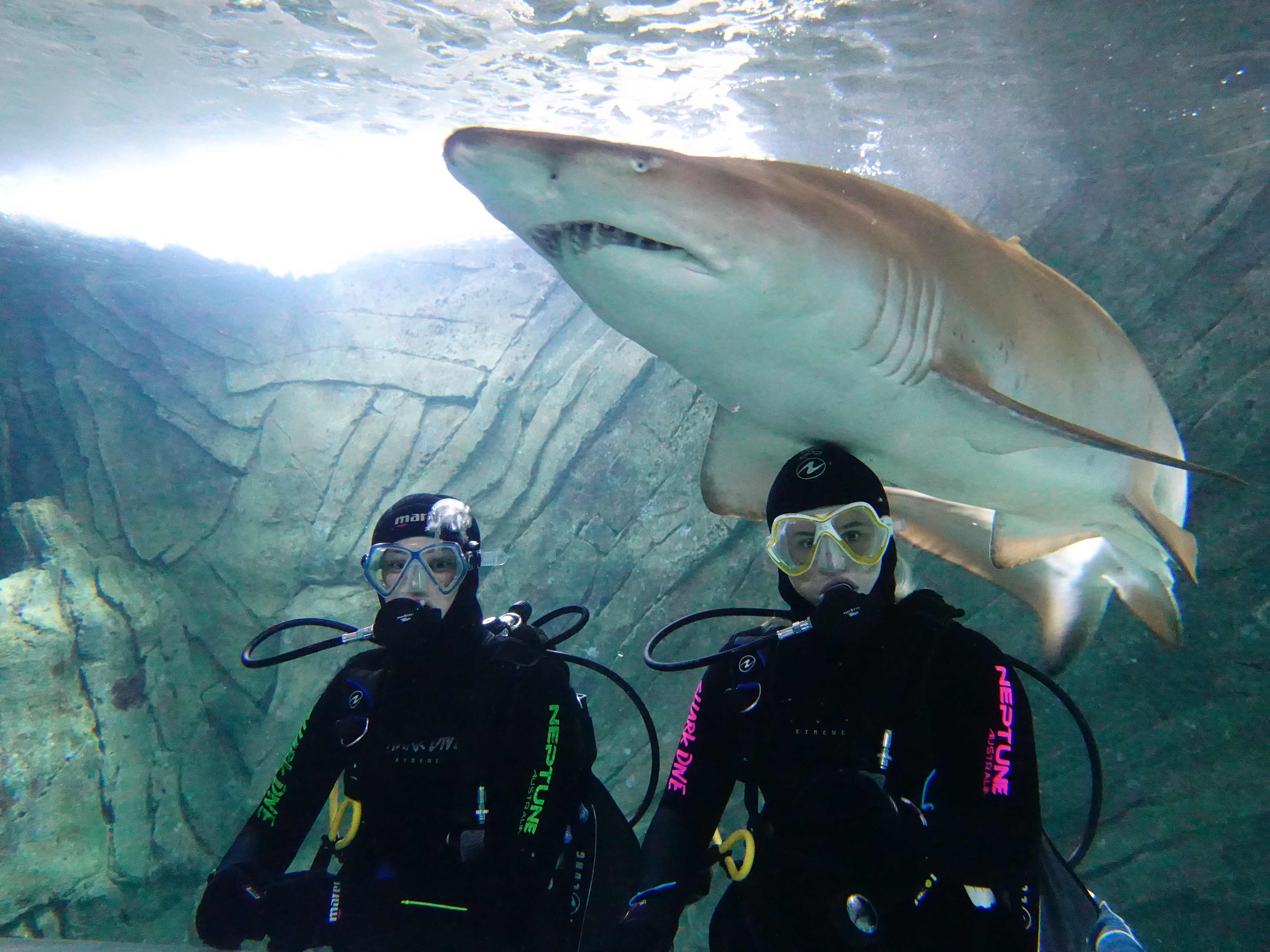 Shark diving - the ultimate team building activity