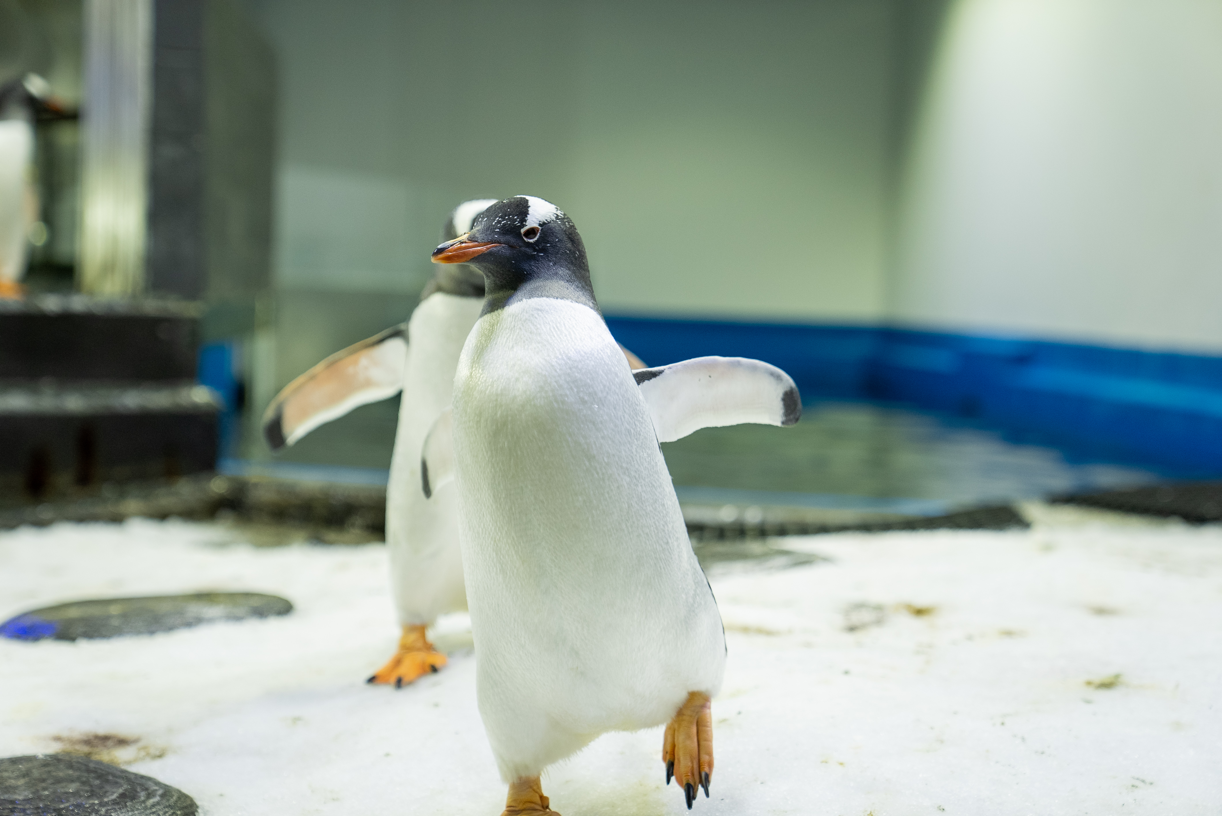 10 Gentoo Penguin Waddles On Ice