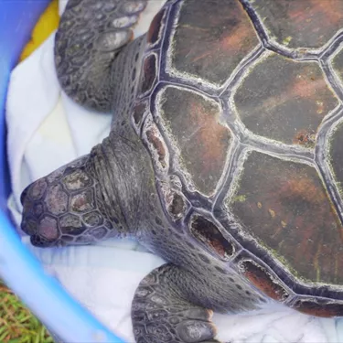 Turtle getting ready to be released | SEA LIFE Sydney