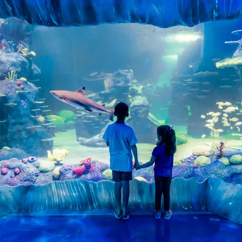 Kids Watch The Nurse Shark Swim By In Day And Night On The Reef Exhbiit