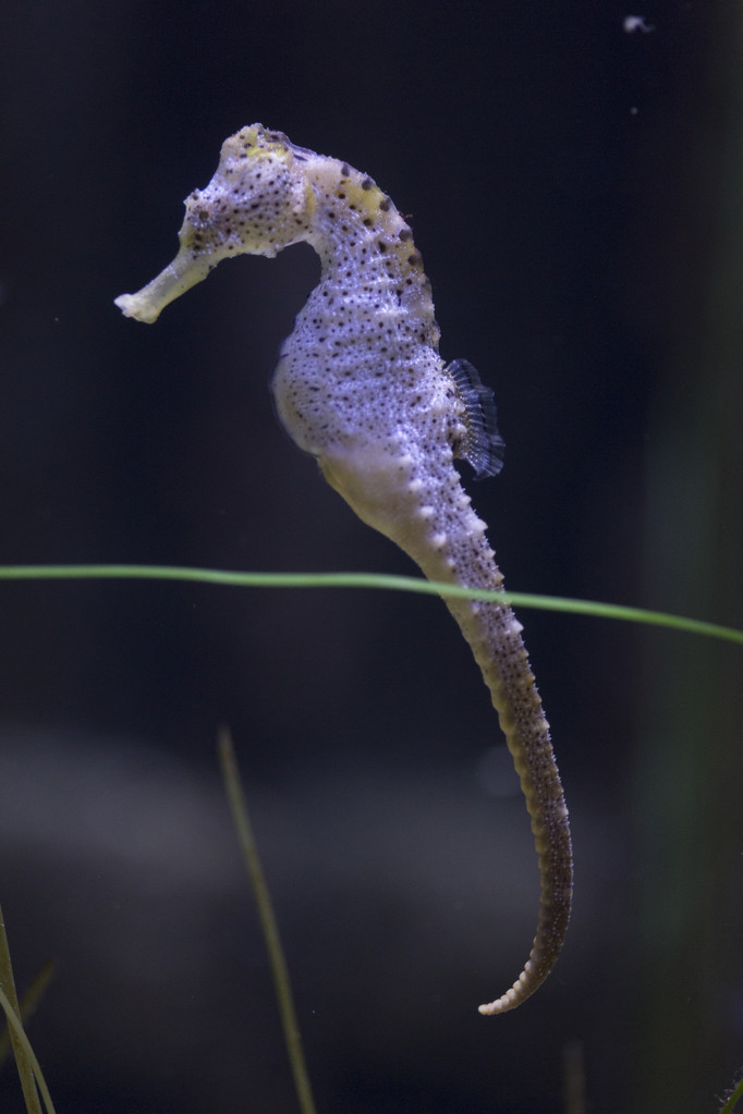 Sea Life Langschnaeuziges Seepferdchen Hippocampus Guttulatus