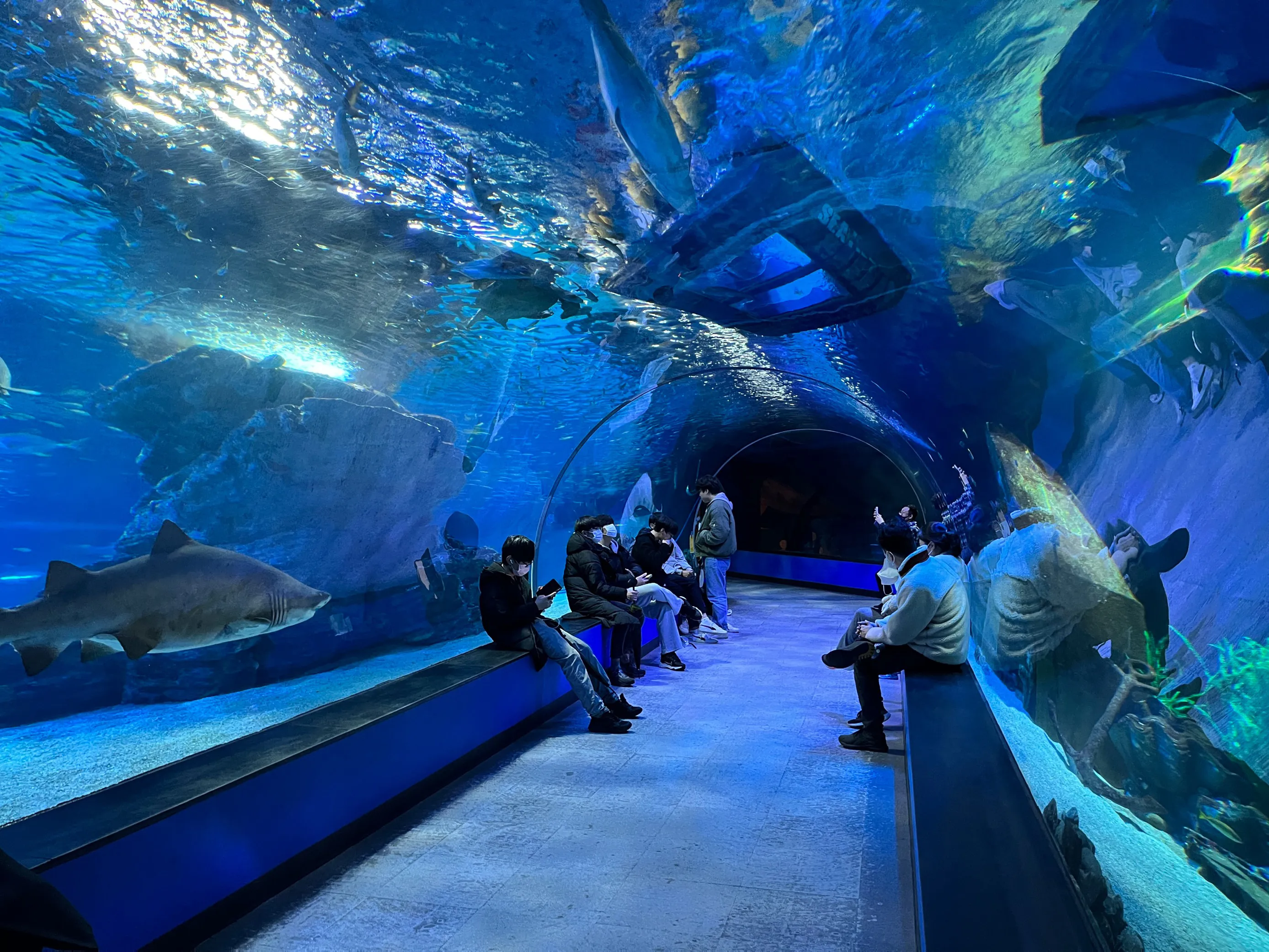 Aquarium Ticket Price | Sea Life Busan Aquarium