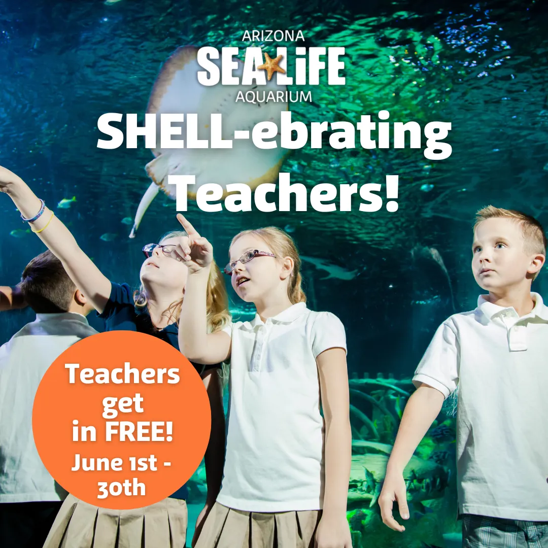 SHELL Ebrating