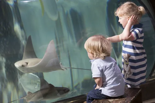 Toddlers in awe of stingrays at SEA LIFE