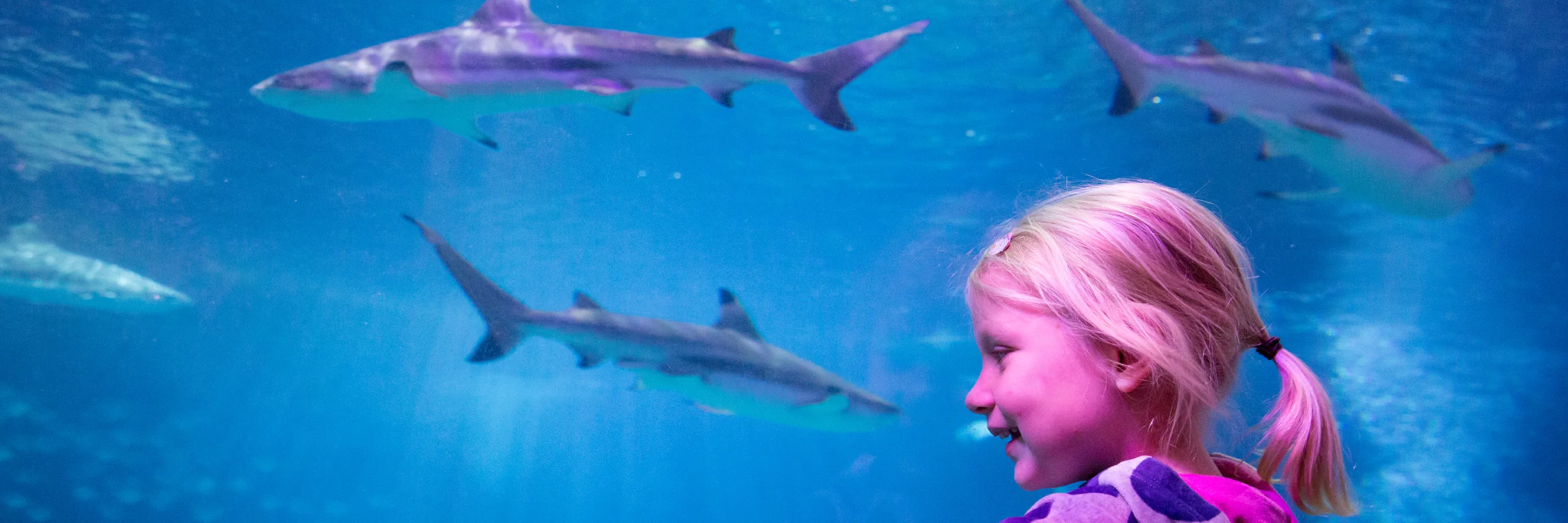 Girl Looking At Sharks 3000X1000