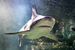 Shark | SEA LIFE Aquarium