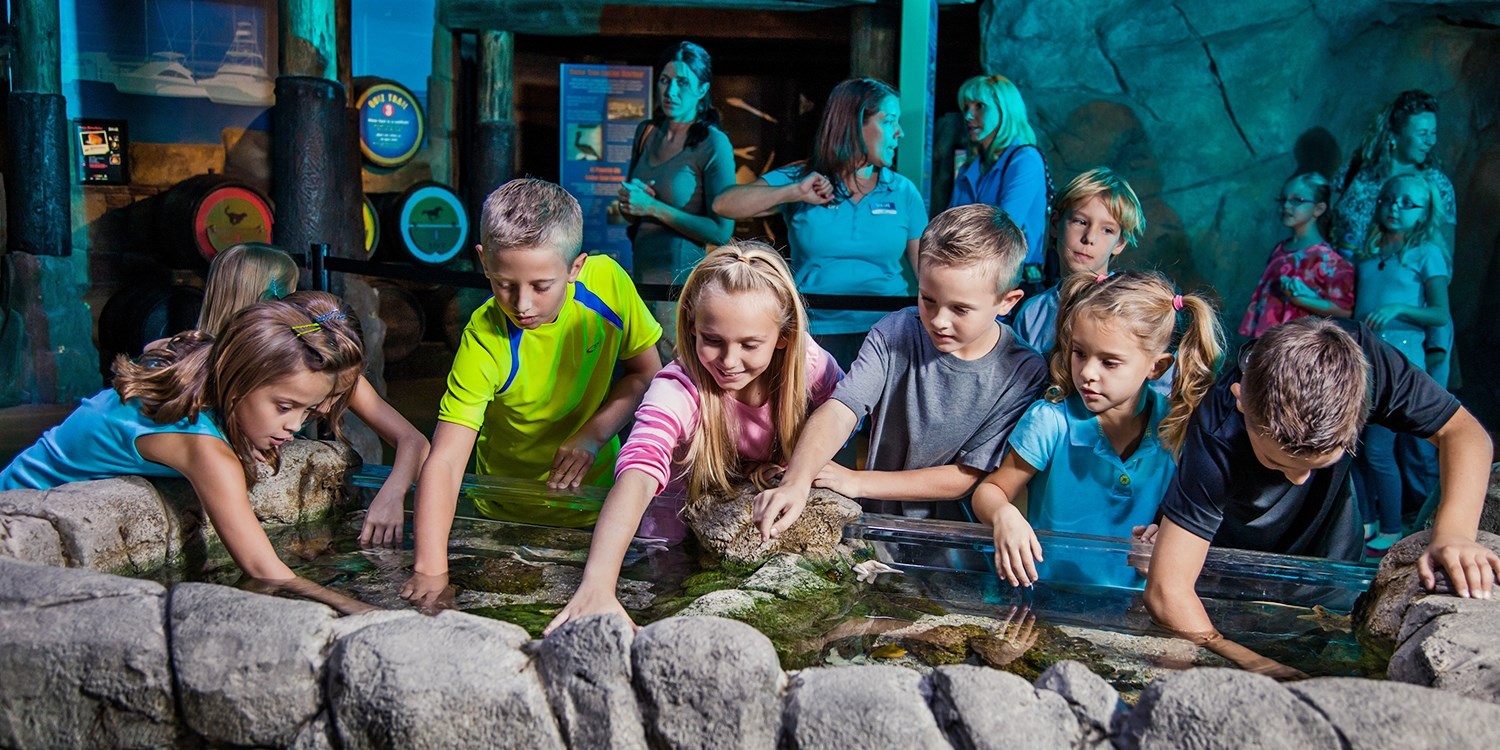 Sealife Schools Rockpool Group | SEA LIFE Aquarium