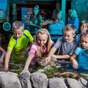 Sealife Schools Rockpool Group | SEA LIFE Aquarium