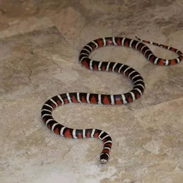 Snake | SEA LIFE Arizona Aquarium