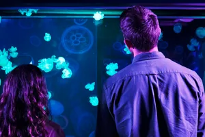 Jellyfish Couple 3000X1000 | SEA LIFE Aquarium