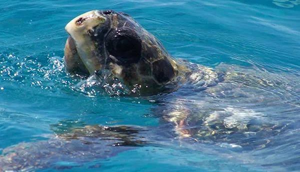 Sea Turtle | SEA LIFE Aquarium