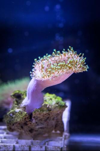 Coral | SEA LIFE Arizona Aquarium