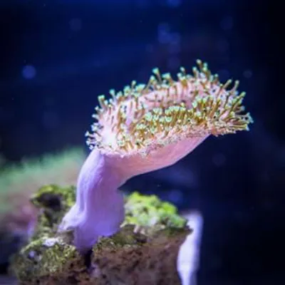 Coral | SEA LIFE Arizona Aquarium