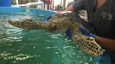 Turtle Rehabilitation Center And Benson | SEA LIFE Michigan Aquarium