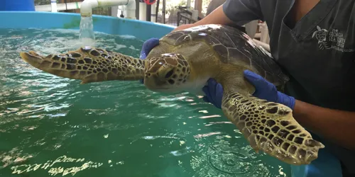 Turtle Rehabilitation Center And Benson | SEA LIFE Michigan Aquarium