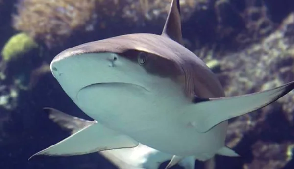 Blacktip Shark | SEA LIFE Aquarium