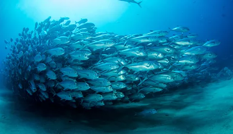 Shoal Silver Fish | SEA LIFE Aquarium