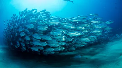 Shoal Silver Fish | SEA LIFE Aquarium