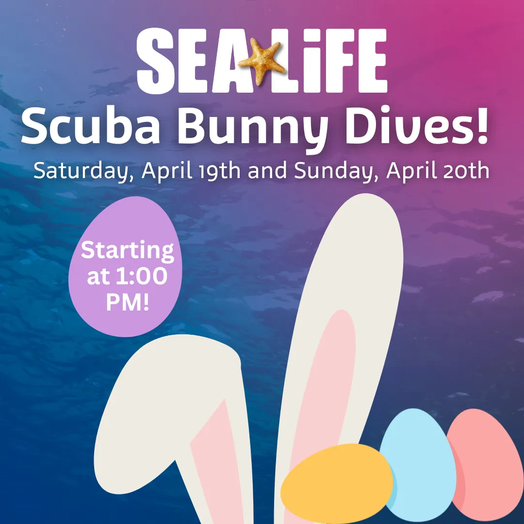 Scuba Bunny Dives Square