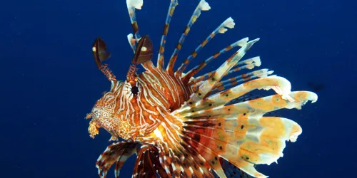 Lionfish at SEA LIFE