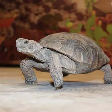 Tortoise | SEA LIFE Arizona Aquarium