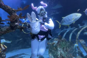 SEA LIFE X Scuba Bunny Dive