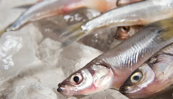 Sustainable Seafood | SEA LIFE Arizona Aquarium