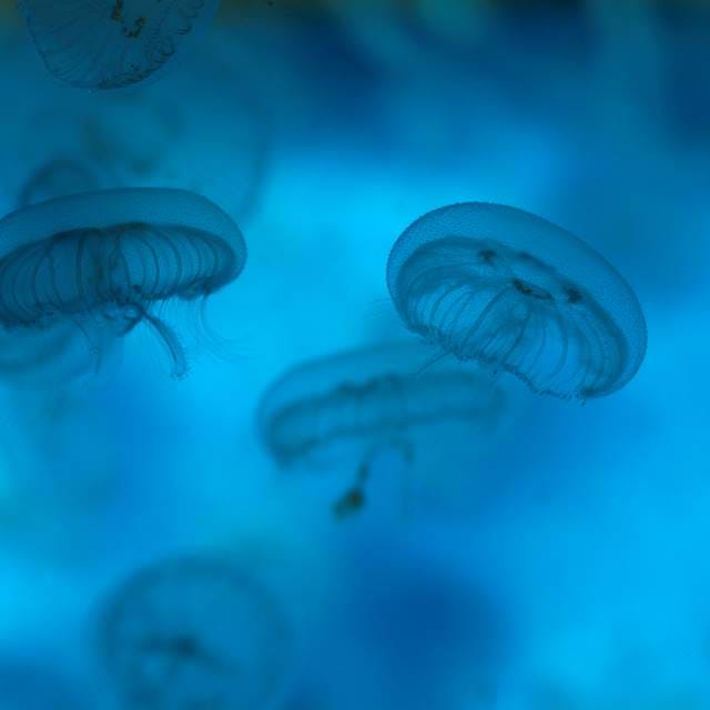 Moon Jellyfish | SEA LIFE Aquarium