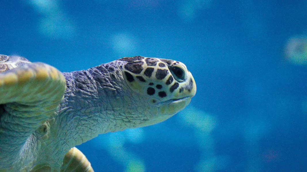 Cora and Ziva | SEA LIFE Arizona Aquarium