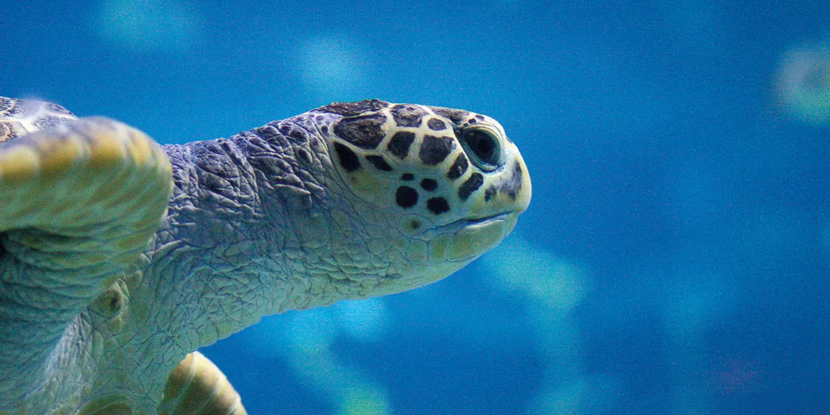 Green Sea Turtle 1 1200X600