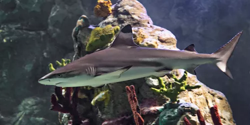 Shark at SEA LIFE | SEA LIFE Aquarium