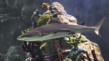 Shark at SEA LIFE | SEA LIFE Aquarium
