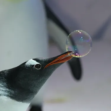 Gentoo Enrichment