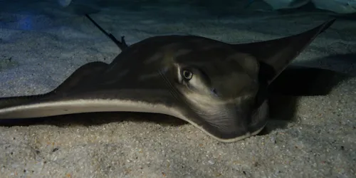 Eagle Ray
