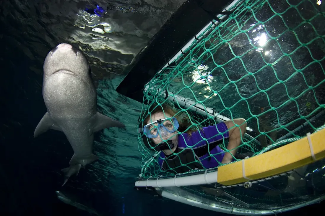 SLKT Shark Snorkel