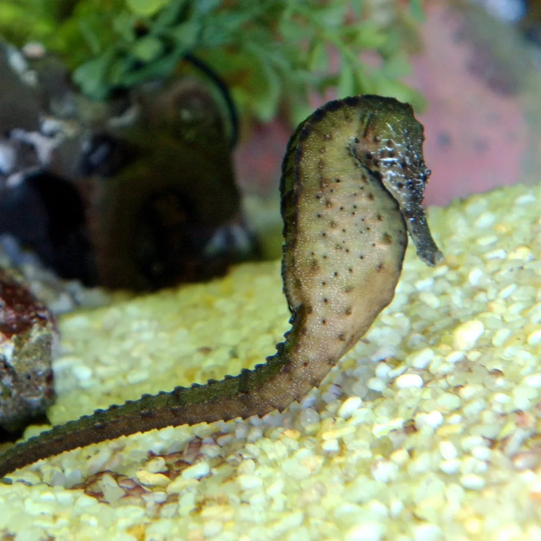 Seahorse Kingdom | SEA LIFE Kelly Tarlton's Aquarium