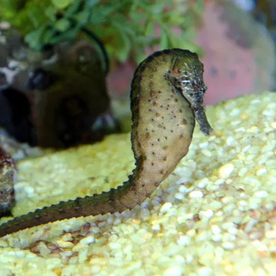 Seahorse