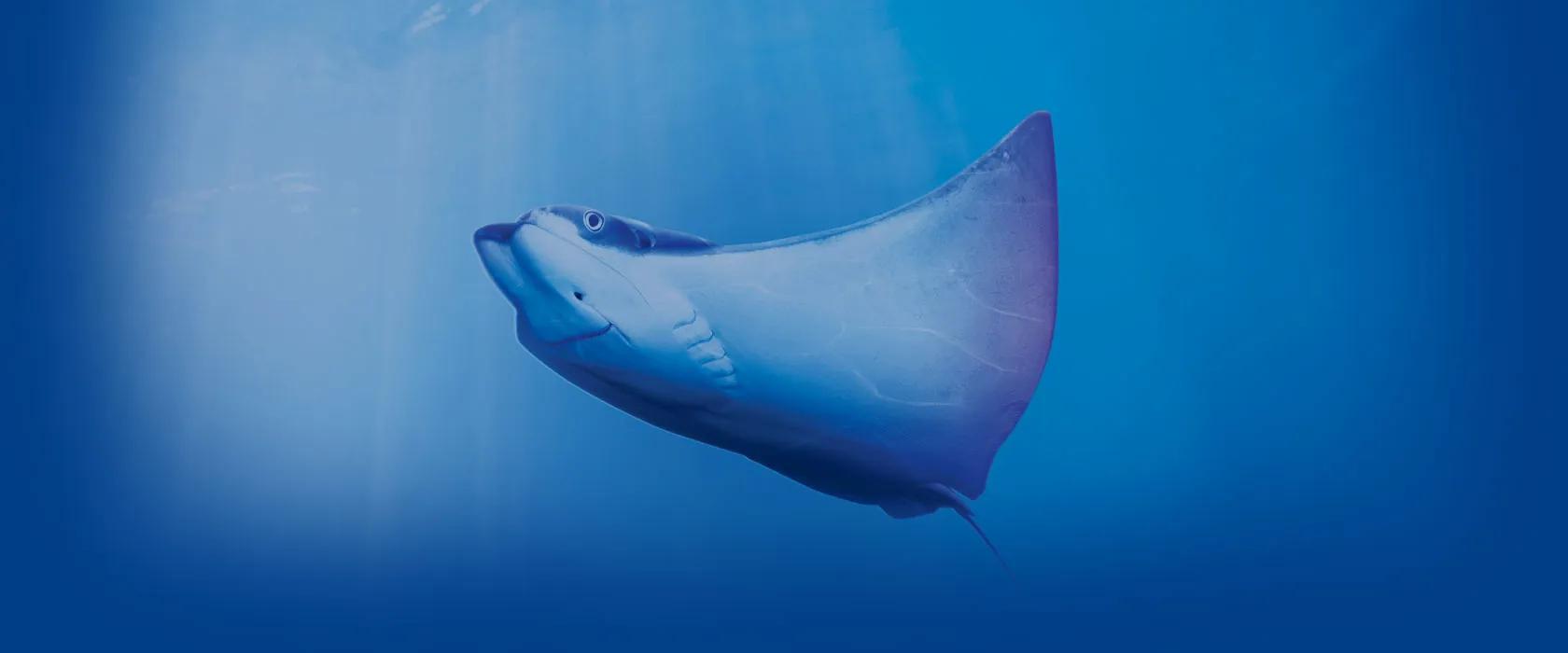 Banner Ray