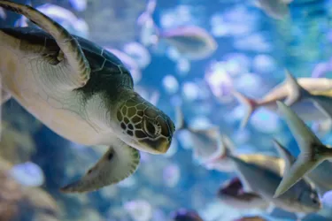 Calvin The Turtle