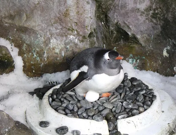 Gentoo Nest