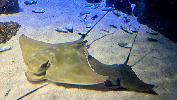 Baby Eagle Ray 600X338