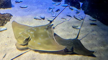 Baby Eagle Ray 600X338