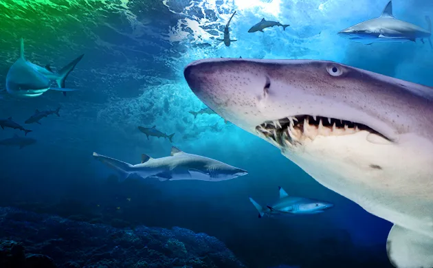 SLKT Sharklife Fatrectangle 630X390px