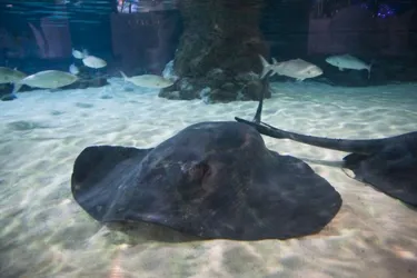 Stingray