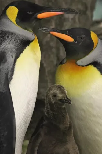 penguin couple with chick