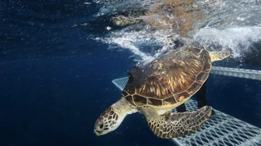 Turtle Release Website