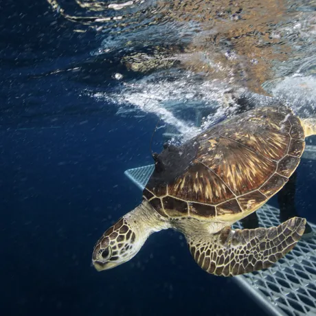 Turtle Release Website