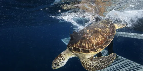 Turtle Release Website