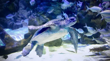 Taka Turtle Copy