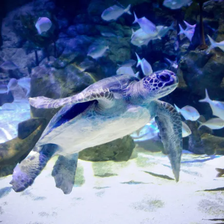 Taka Turtle Copy